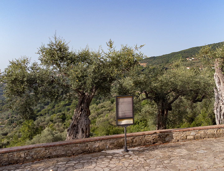Esperienze Cilentane: Soggiorni, Visite Guidate e Degustazioni alla Scoperta di Vatolla