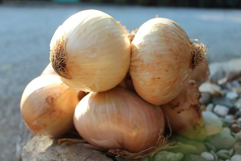 La cipolla di Vatolla – Un tesoro culinario del Cilento